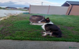 Border Collie dogs for sale: Beautiful border collie puppies - Advert 1