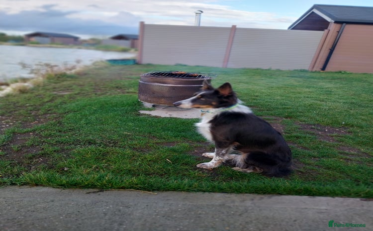 Border Collie dogs Beautiful border collie puppies - Advert 1