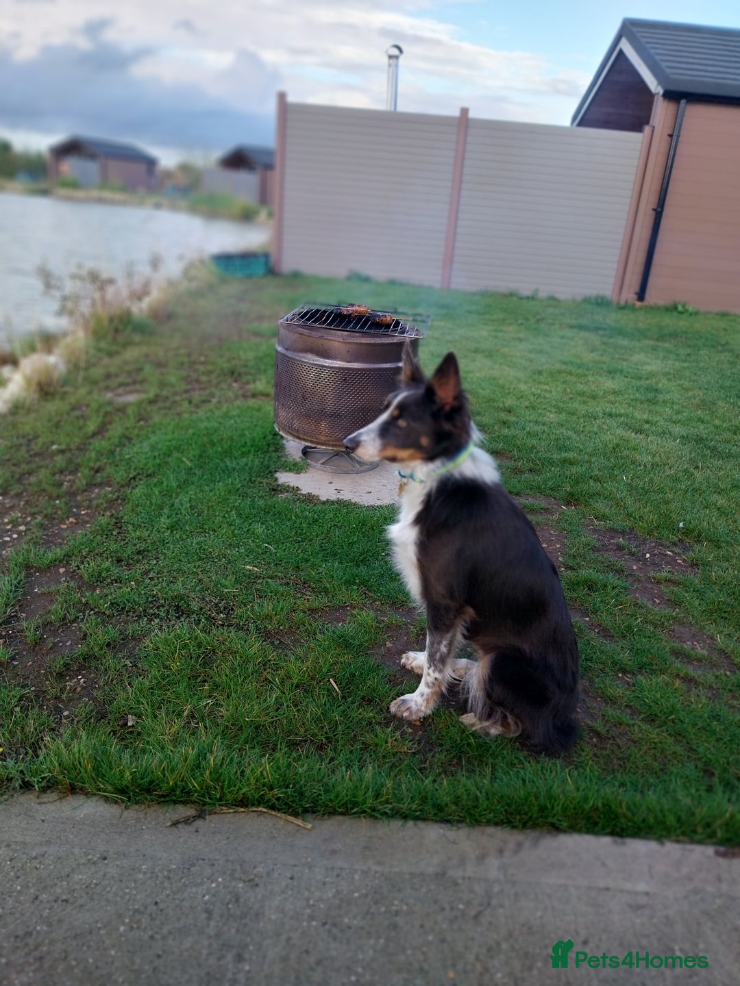 Border Collie dogs for sale: Beautiful border collie puppies - Advert 1