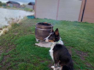 Border Collie dogs Beautiful border collie puppies - Advert 4