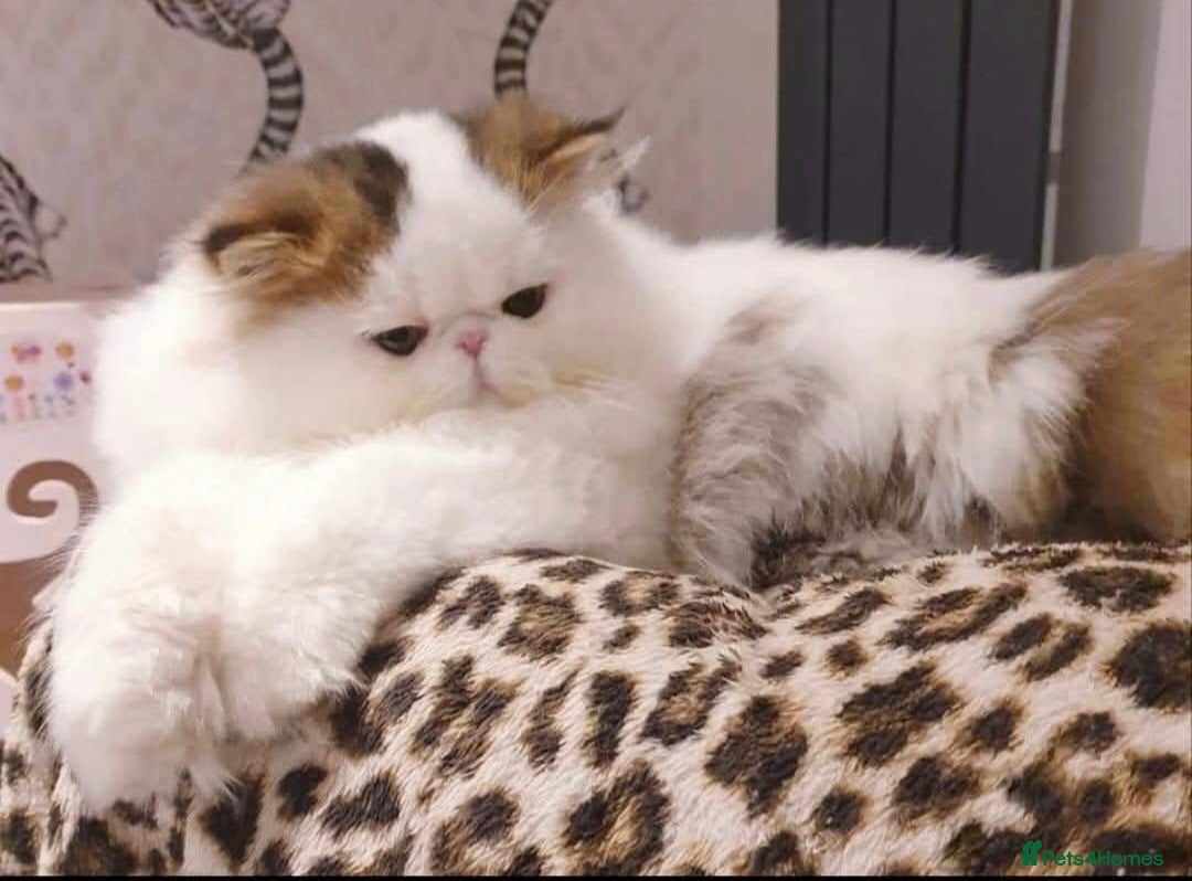Persian cats Drop dead Gorgeous GCCF registered Boy  - Advert 2