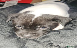 Mixed Breed dogs for sale: American akita x staffy pups for sale ONE LEFT - Image 19