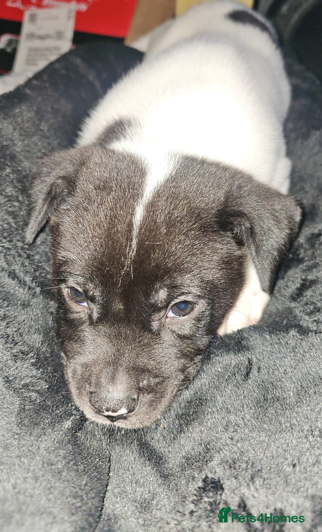 Mixed Breed dogs for sale: American akita x staffy pups for sale ONE LEFT - Image 19
