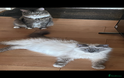 Mixed Breed cats for sale: Ragdoll x maincoon kittens available now - Image 15