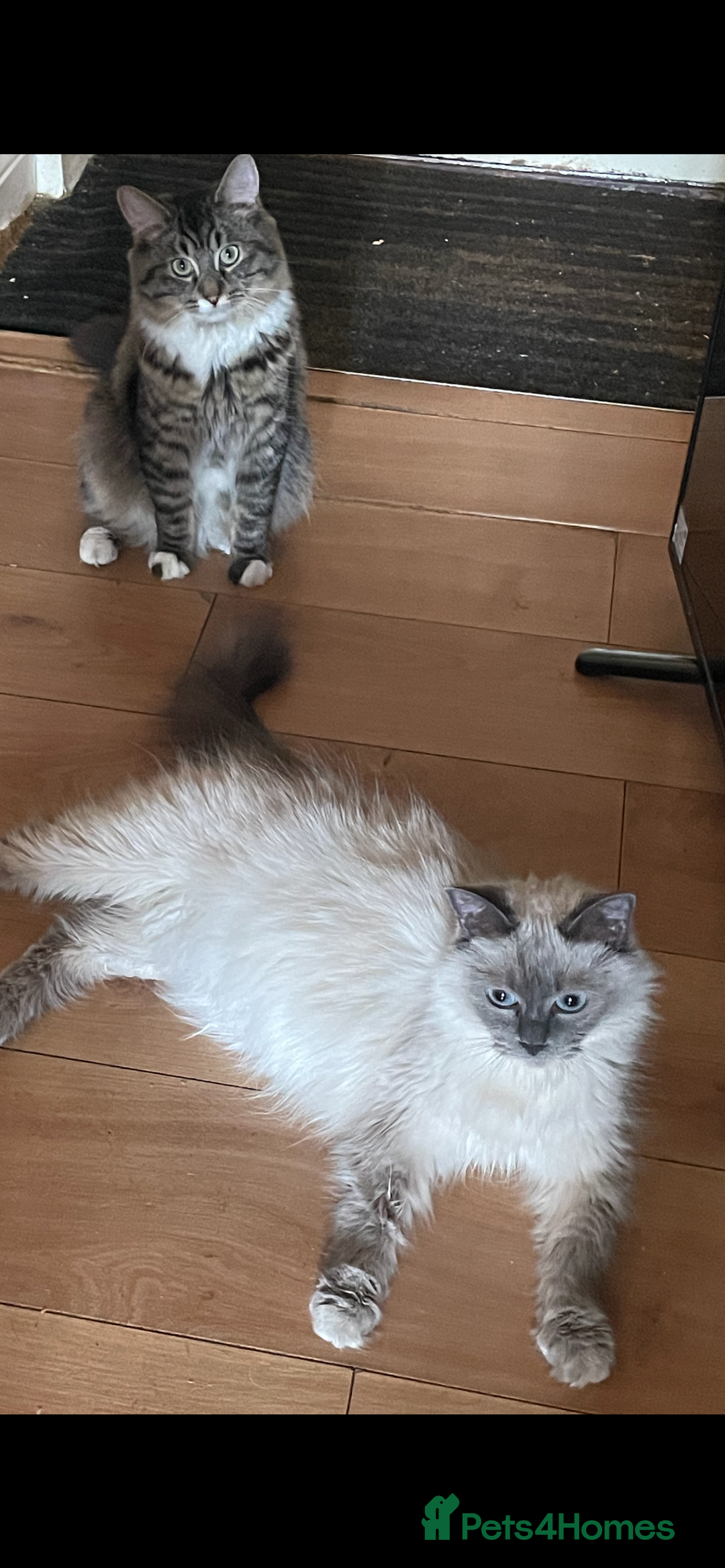 Mixed Breed cats for sale: Ragdoll x maincoon kittens available now - Image 15