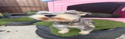 Miniature Schnauzer dogs for sale: Pepper and salt female  - Advert 3