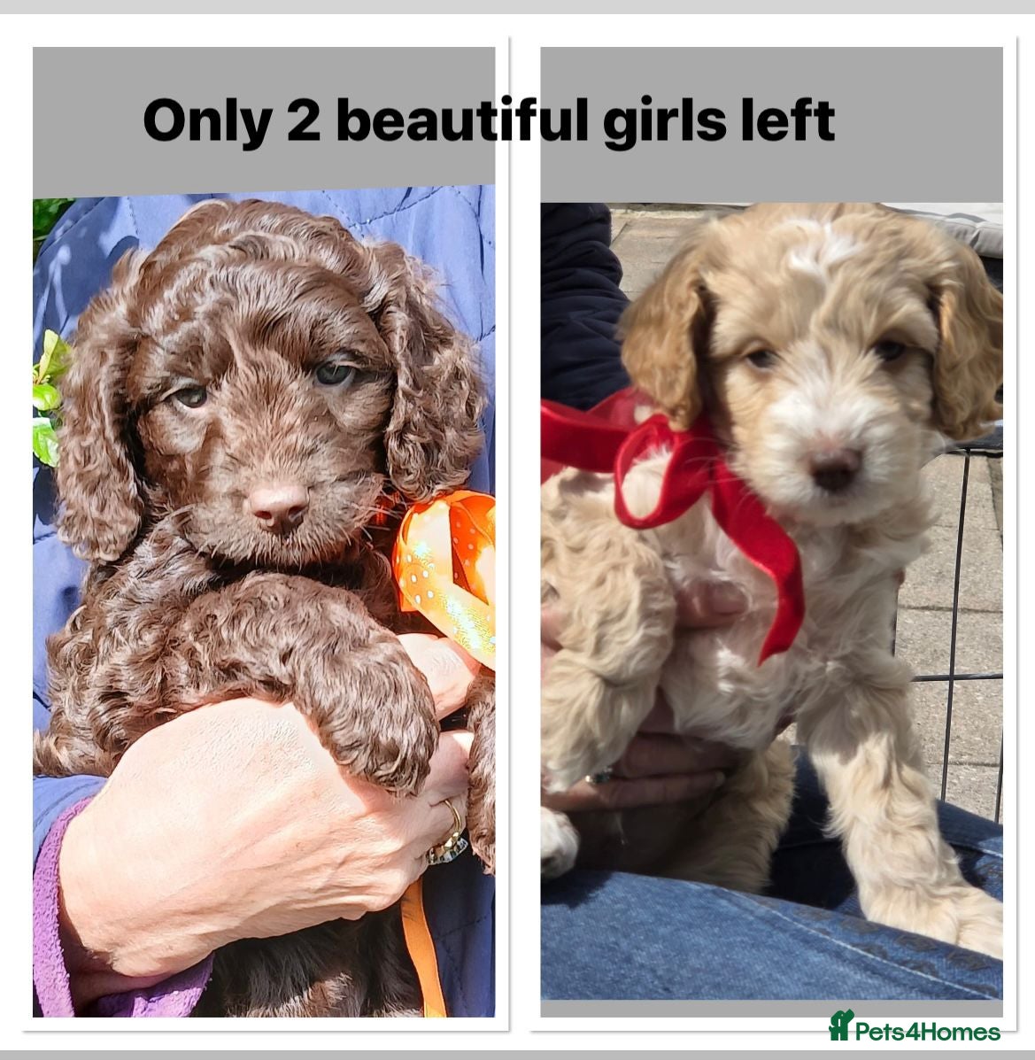 Cockapoo dogs Cockerpoo - Advert 17