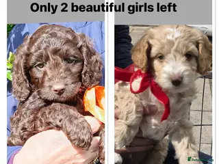 Cockapoo dogs Cockerpoo - Advert 17