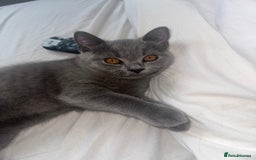 British Shorthair cats for sale: British Shorthair Male Kitten for Sale - Image 4