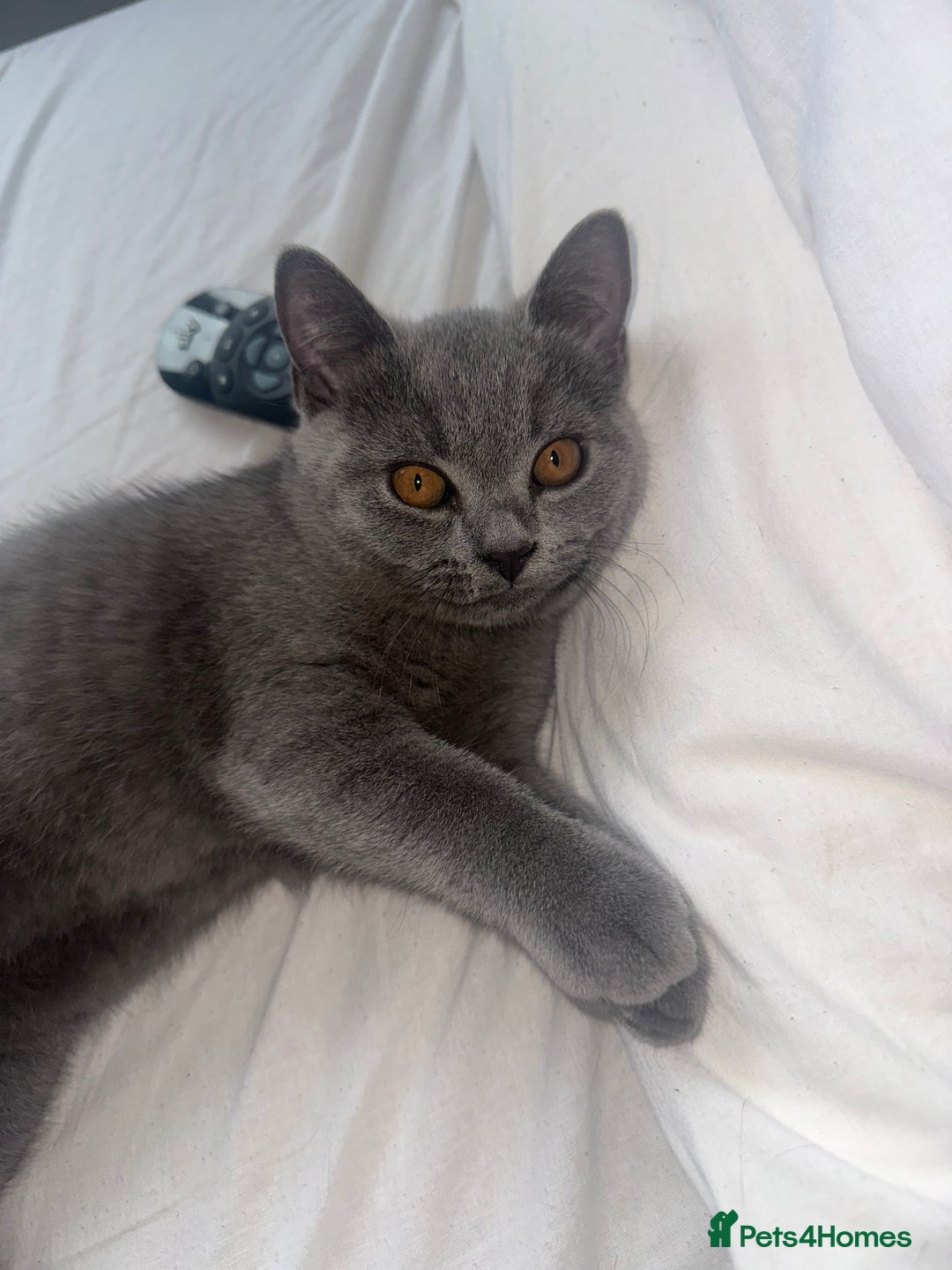 British Shorthair cats for sale: British Shorthair Male Kitten for Sale - Image 4
