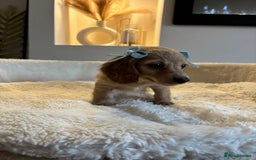 Miniature Dachshund dogs for sale: Long hair cream mini dachshund puppies 30th july in Liverpool - Image 27
