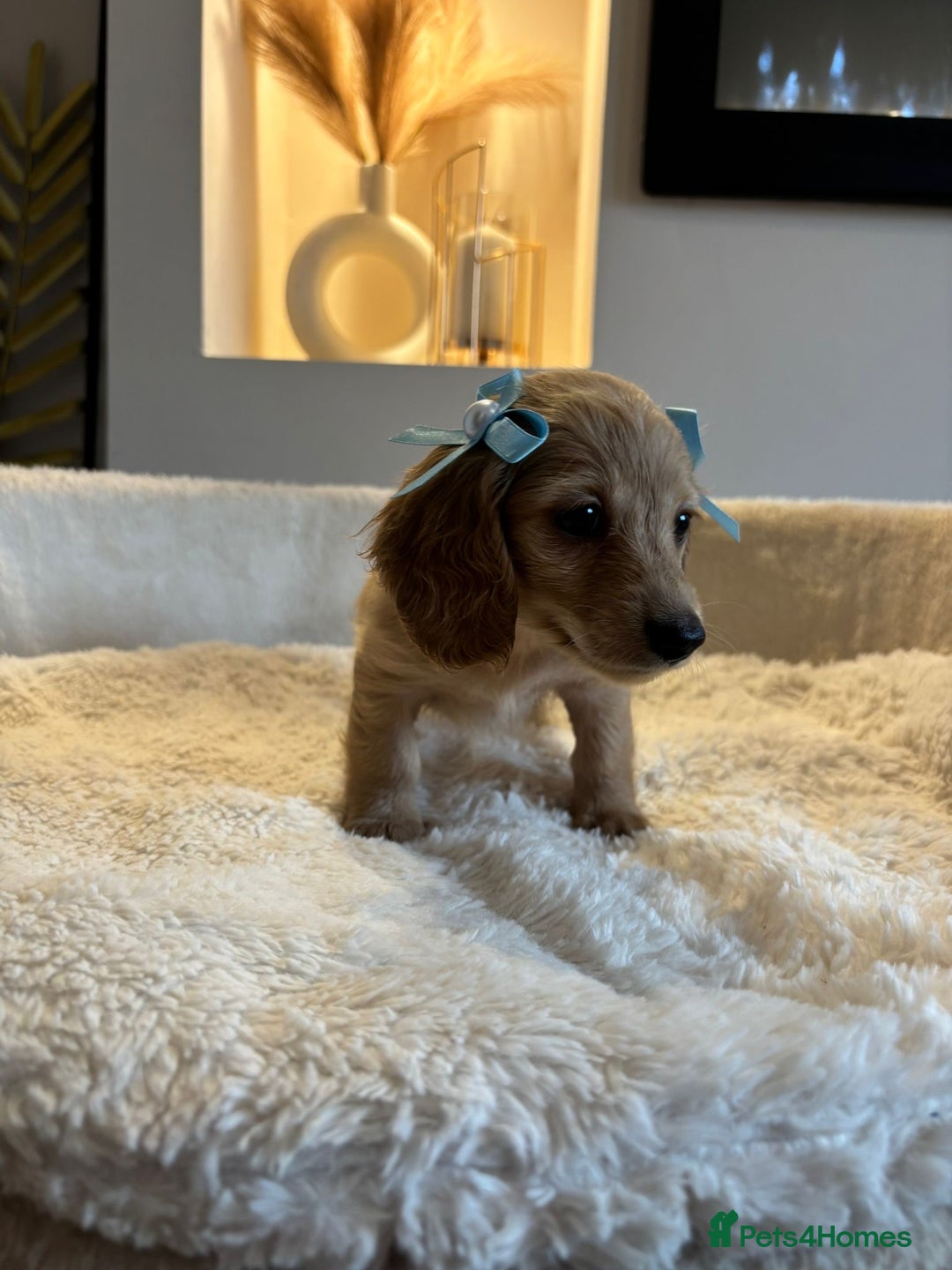 Miniature Dachshund dogs for sale: Long hair cream mini dachshund puppies 30th july in Liverpool - Image 27