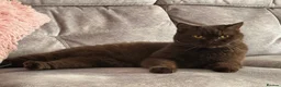 British Shorthair cats for sale: **GCCF Registered Retired Chocolate girl 'Hope' ** - Advert 3