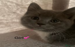 British Shorthair cats for sale: British Blue Kittens - Image 13