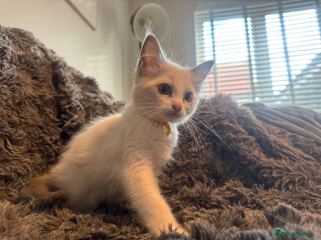 Ragdoll cats for sale: Gorgeous Pedigree Ragdolls  - Image 1