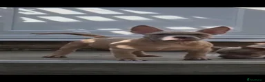 American Bully Puppy 5