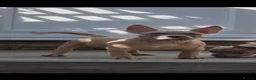 American Bully dogs for sale: American Bully Puppies - Advert 3