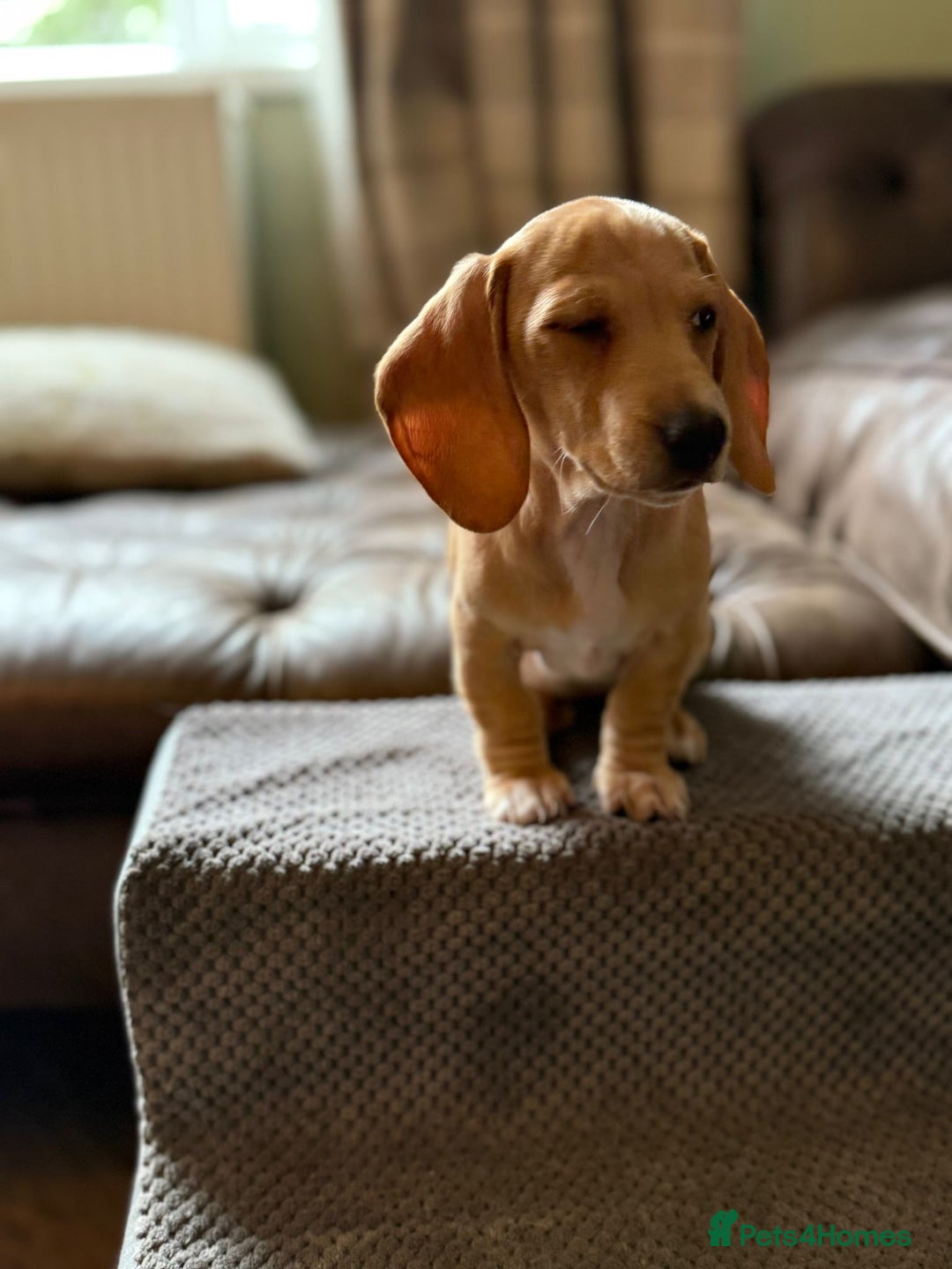 Miniature Dachshund dogs for sale: KC Reg Miniature Dachshund Puppies ✨READY NOW✨ - Image 15