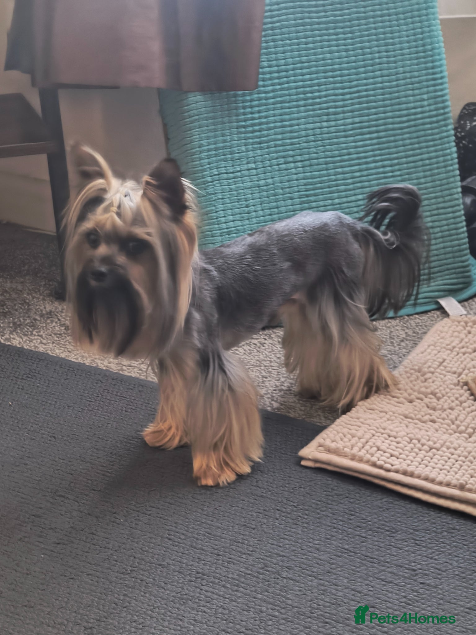 Yorkshire Terrier dogs for stud: MINI YORKSHIRE TERRIER FOR STUD - Advert 2