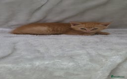 Mixed Breed cats for sale: Lovely kittens  - Image 5