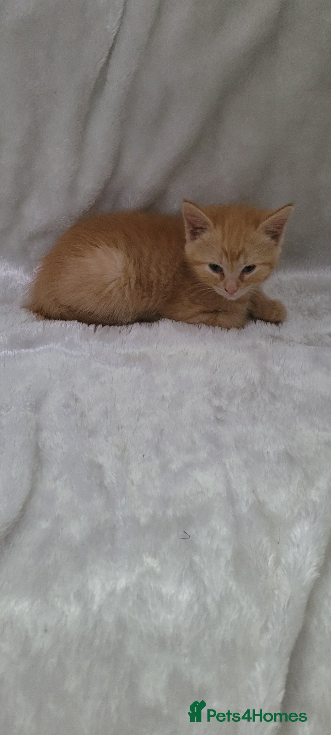 Mixed Breed cats for sale: Lovely kittens  - Image 5