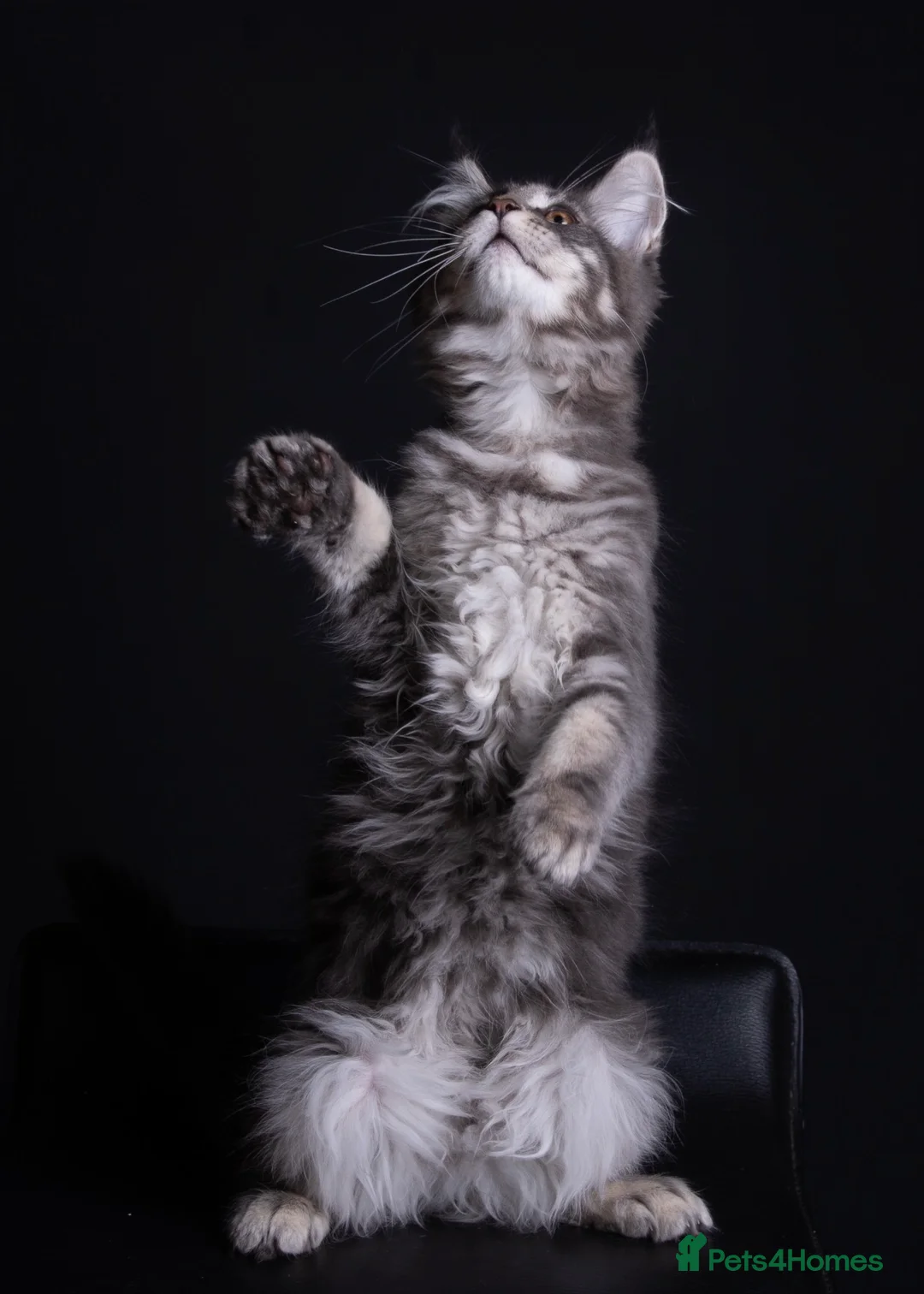 Maine Coon cats for sale: Pedigree maine coon kittens - Advert 2