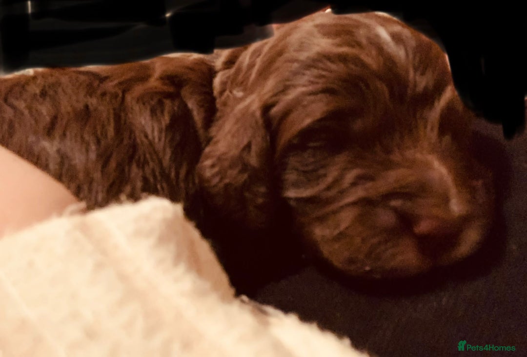 Miniature Poodle dogs for stud: Teddy KC Registered/Health tested Toy Stud in Wigan - Image 22