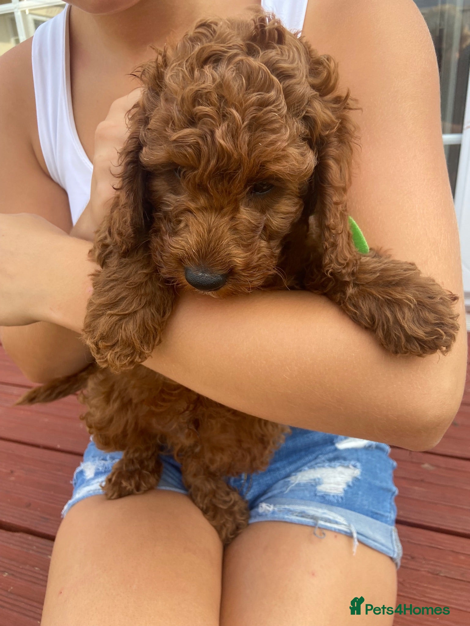 Cockapoo dogs READY THURSDAY, STUNNING EXTENSIVELY HEALTH TESTED - Advert 2