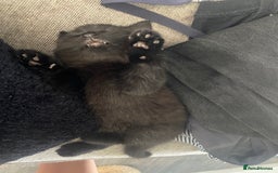 European cats for sale: Fluffy Kittens  - Image 8