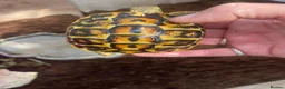 Hermann Tortoise reptiles for sale: WESTERN HERMANNS [ DWARF HERMANNS] - Advert 10