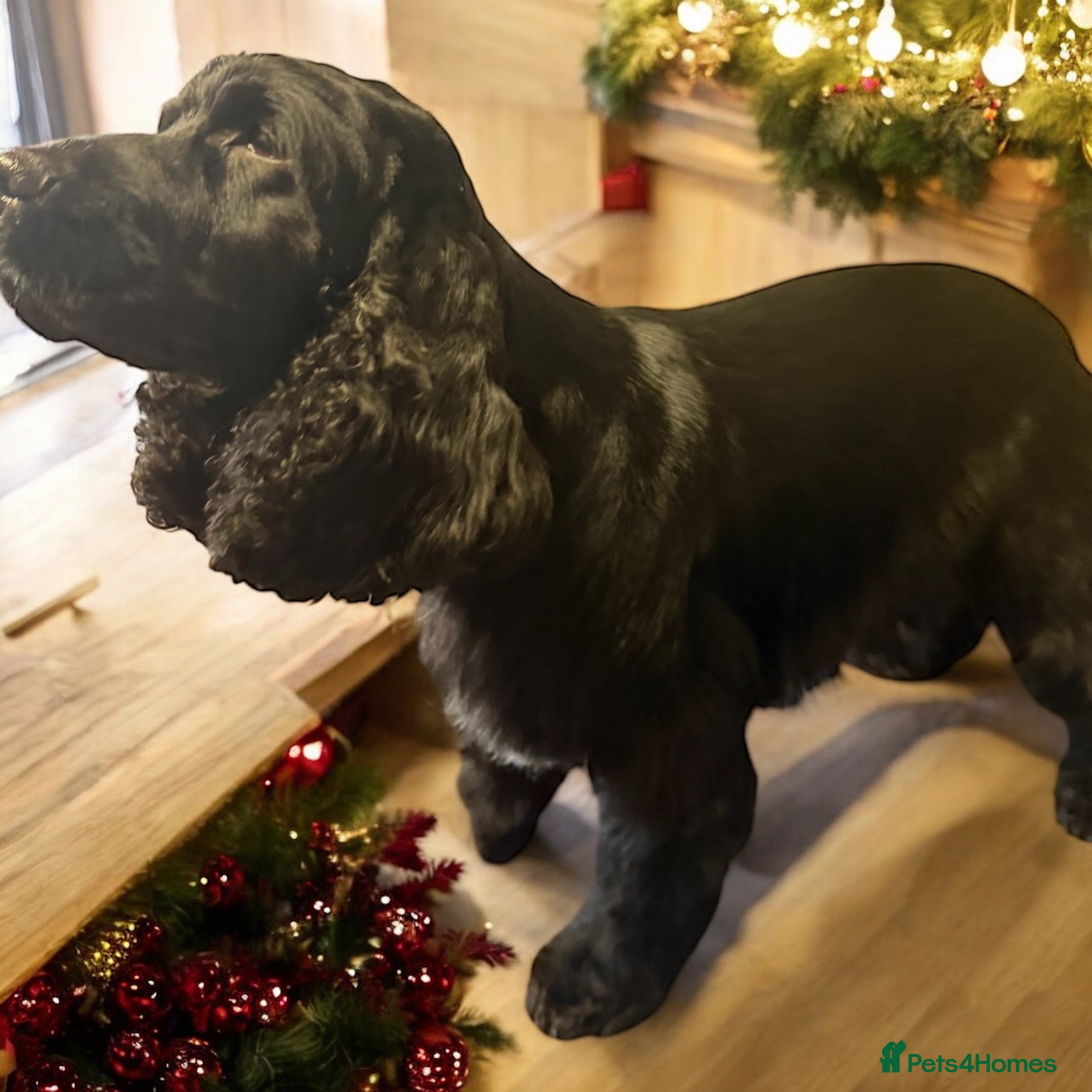 Cocker Spaniel dogs Adult kc reg show cocker spaniel  - Advert 8