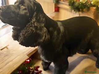 Cocker Spaniel dogs Adult kc reg show cocker spaniel - Advert 2