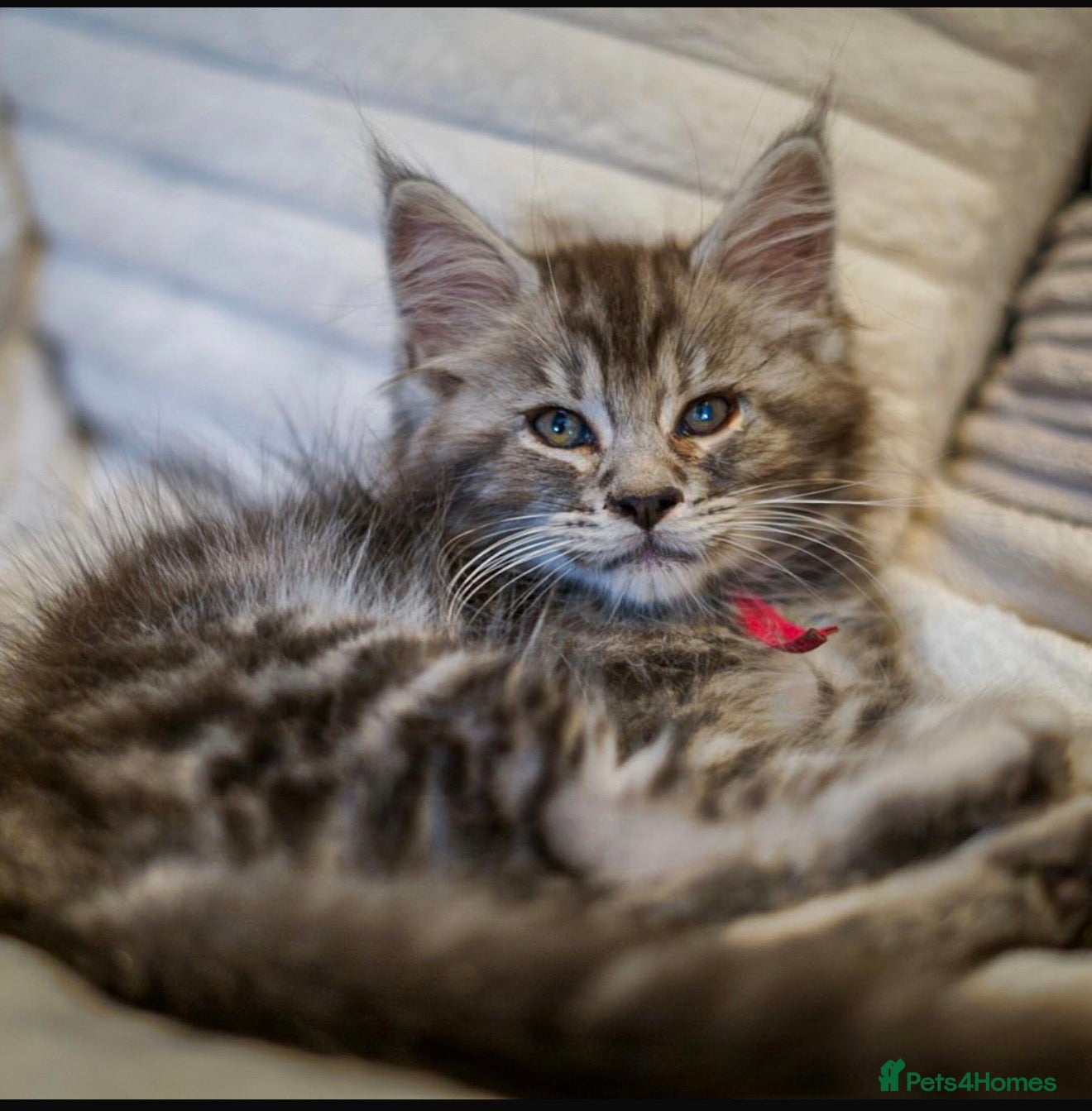 Maine Coon cats  Chunky full Maine coon kittens ready now   £795 - Advert 2