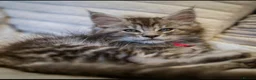 Maine Coon cats for sale:  Reduced full breed Maine coon kittens ready now  - Advert 2