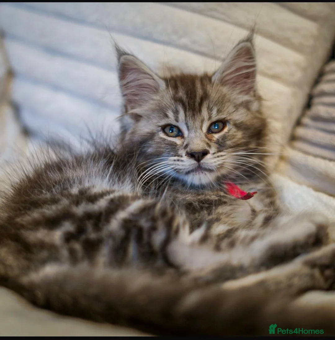Maine Coon cats for sale:  Reduced full breed Maine coon kittens ready now  - Advert 2
