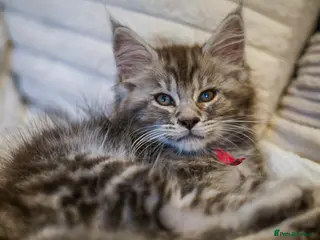 Maine Coon cats Chunky full Maine coon kittens ready now £795 - Advert 2