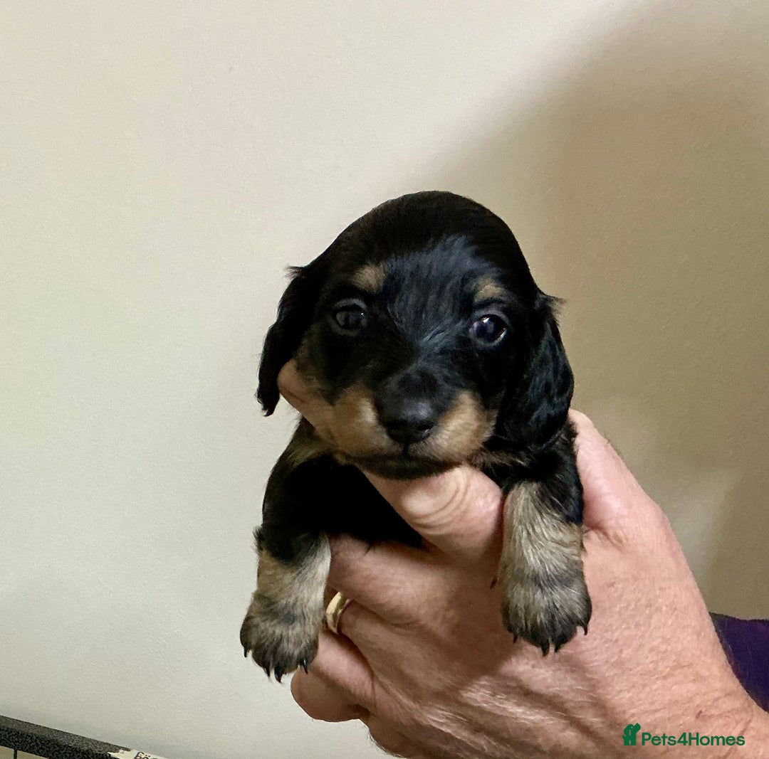 Miniature Dachshund dogs for sale: KC reg mini longhaired dachshund pups - Advert 15
