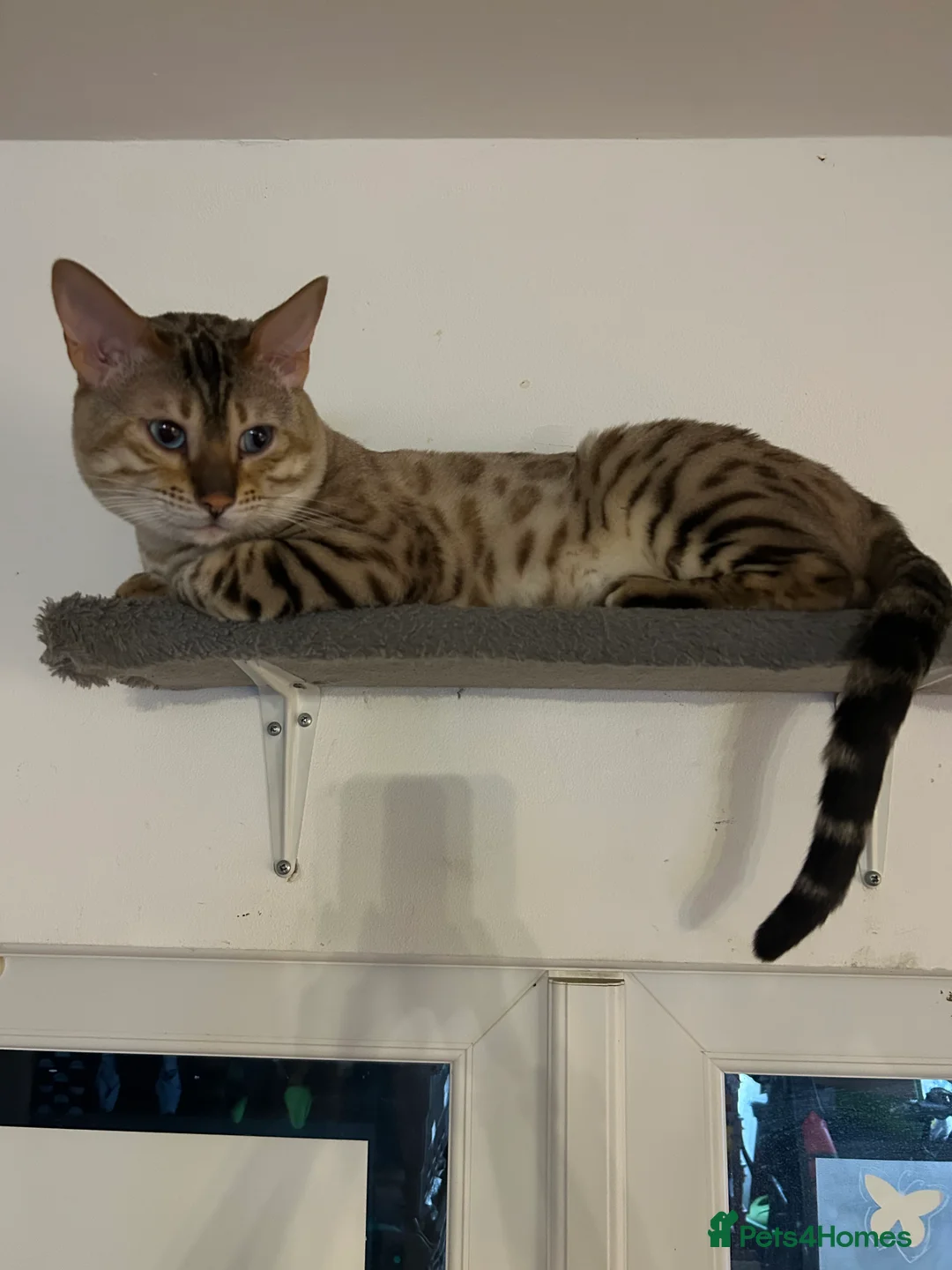 Bengal cats for stud: Beautiful bengal for stud in Hull - Advert 2