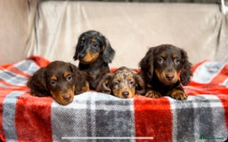 Miniature Dachshund dogs for sale: STUNNING CHOCOLATE LONG HAIRED BOYS - Image 3