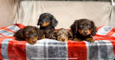 Miniature Dachshund dogs - Advert 6