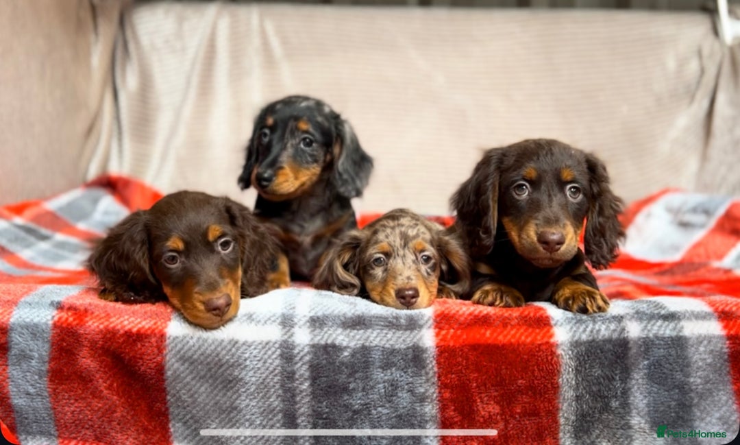 Miniature Dachshund dogs for sale: STUNNING CHOCOLATE LONG HAIRED BOYS - Image 3