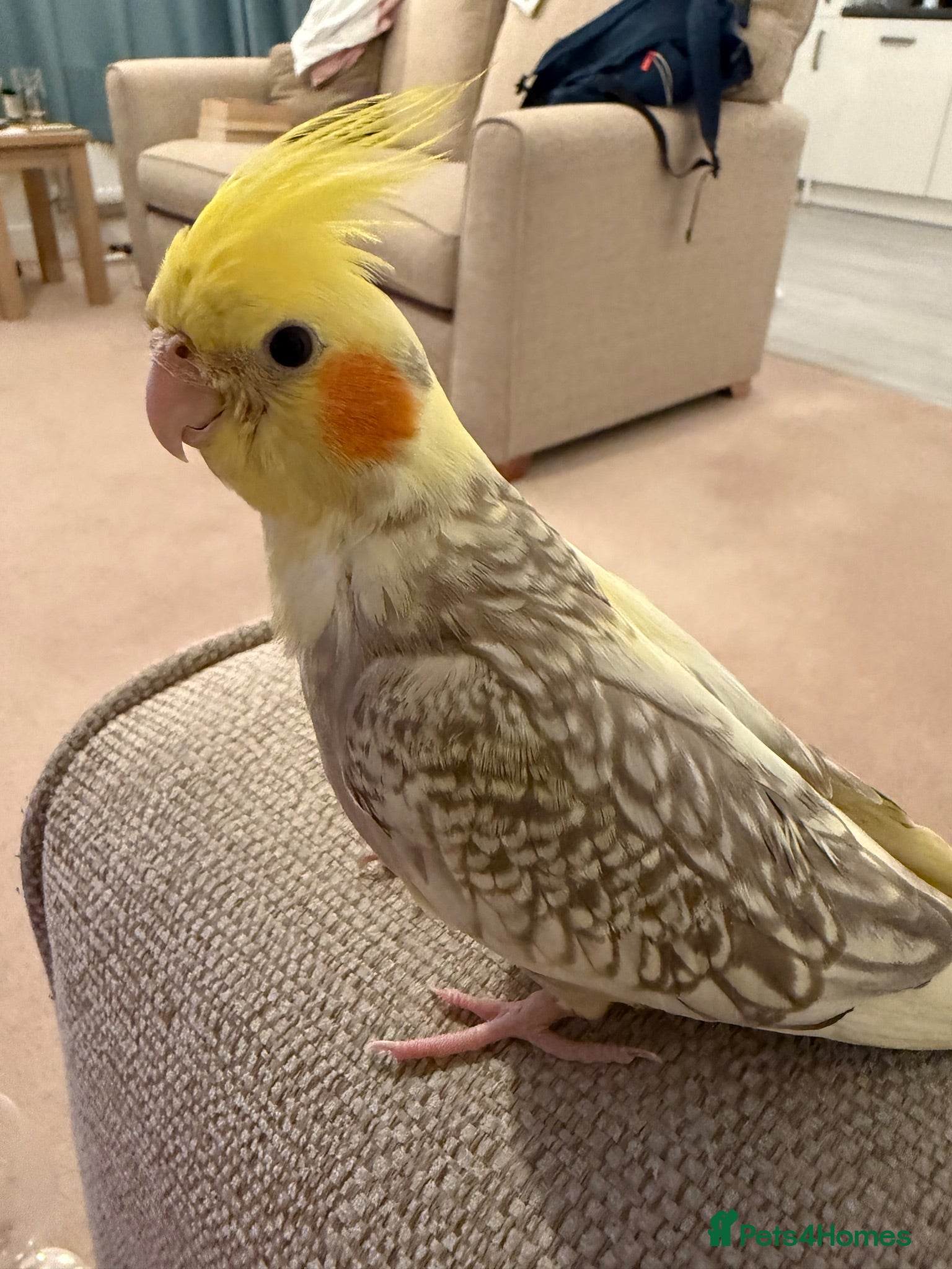 Cockatiels birds Female Pearl Cockatiel  - Advert 1
