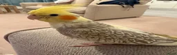 Cockatiels birds for sale: Female Pearl Cockatiel  - Advert 1