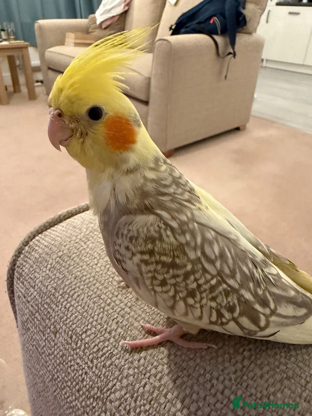 Cockatiels birds for sale: Female Pearl Cockatiel  - Advert 1