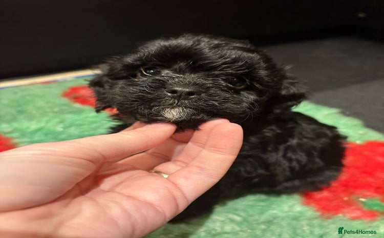 Cavapoo dogs Teddy Bear Cavapoo’s Ready this week ! - Advert 13