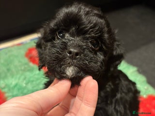 Cavapoo dogs Teddy Bear Cavapoo’s Ready this week ! - Advert 8