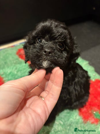Cavapoo dogs Teddy Bear Cavapoo’s Ready this week ! - Advert 13