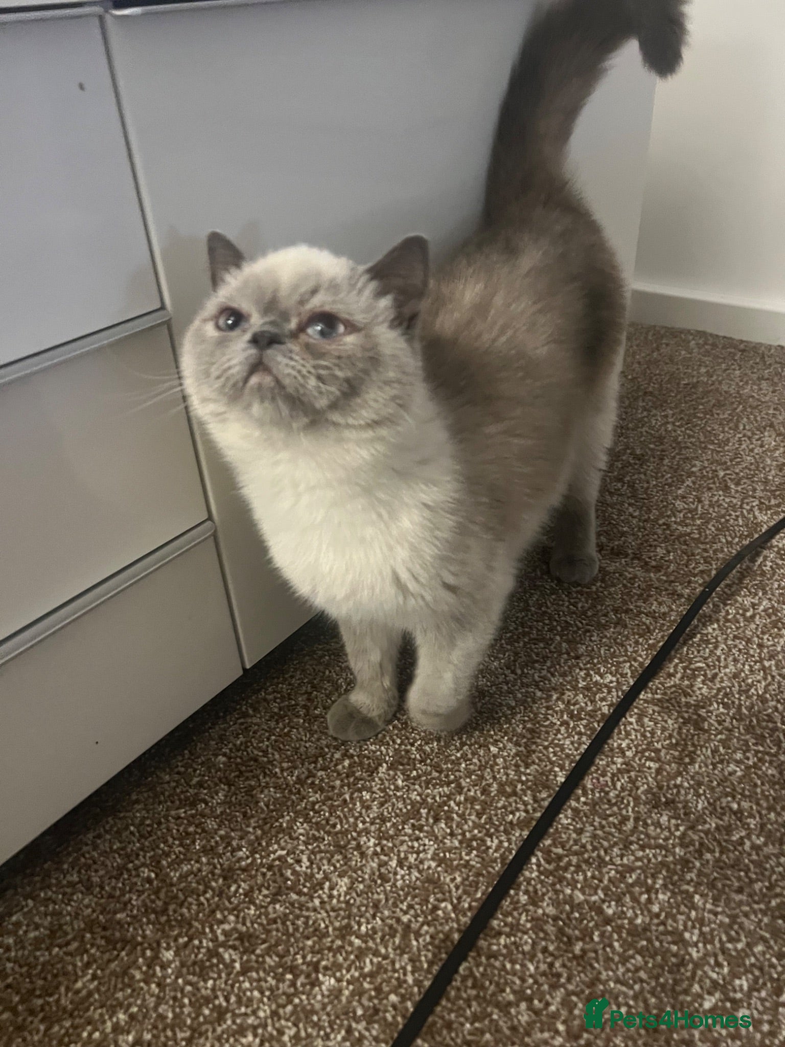Exotic cats Exotic colour point Persian  - Advert 10