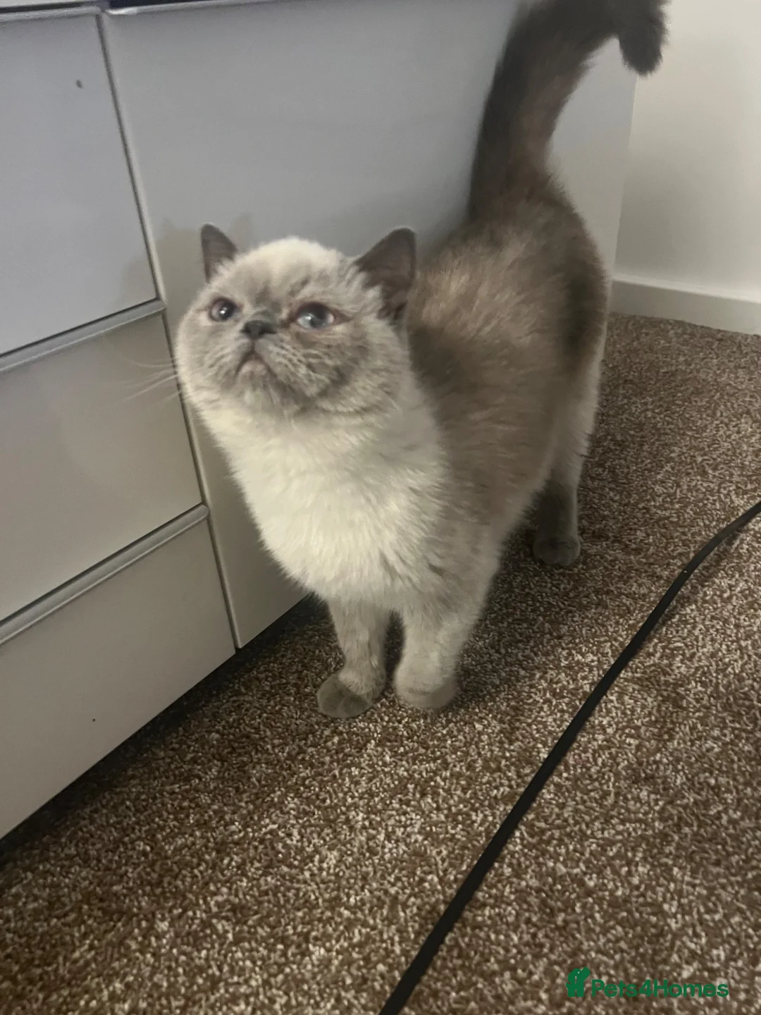 Exotic cats for sale: Exotic colour point Persian  - Advert 1