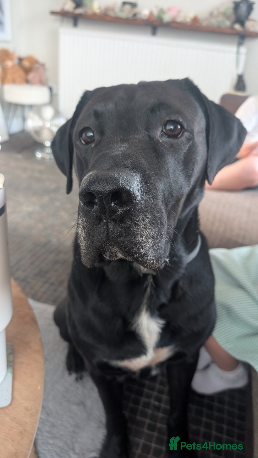 Mixed Breed dogs for sale: Loki for rehoming  - Advert 2